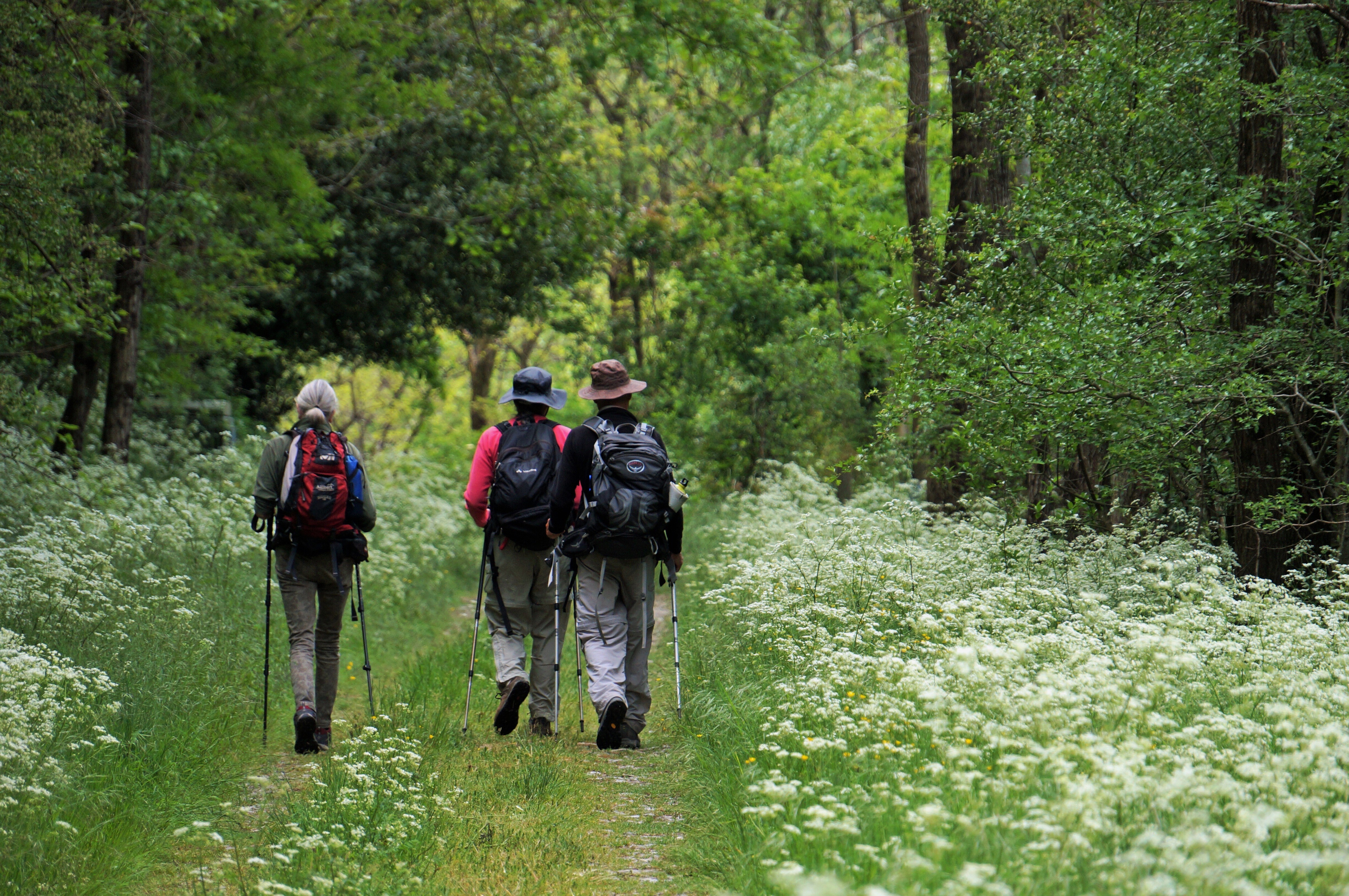 BLANCHARD forêts françaises